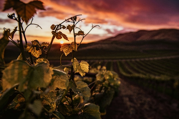 Vineyard sunset